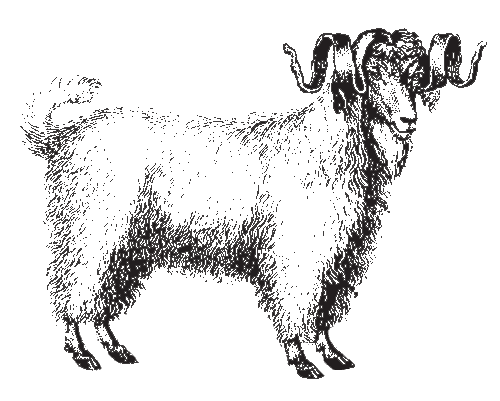 Art Goat